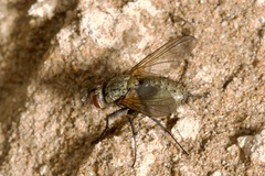 Macquartia grisea