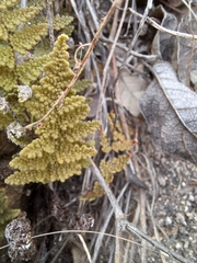 Myriopteris fendleri