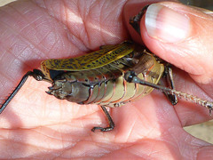 Taeniopoda gutturosa