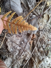 Myriopteris fendleri