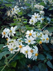 Montanoa