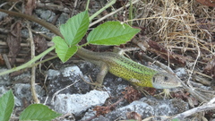 Lacerta schreiberi
