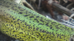 Lacerta schreiberi