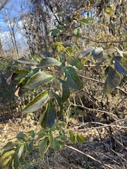 Sambucus canadensis