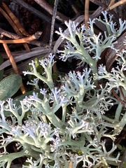 Cladonia arbuscula