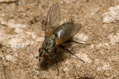 Macquartia grisea