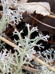 Cladonia arbuscula
