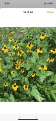 Rudbeckia amplexicaulis