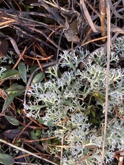 Cladonia arbuscula