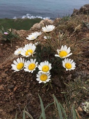 Leucanthemum vulgare