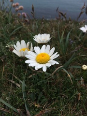 Leucanthemum vulgare