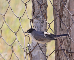 Curruca crassirostris