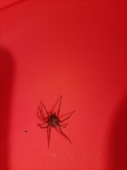 Tegenaria ferruginea