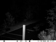 Urocyon cinereoargenteus