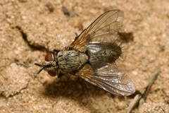 Macquartia grisea