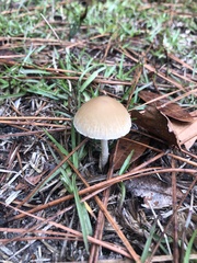 Candolleomyces candolleanus