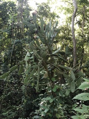 Opuntia karwinskiana
