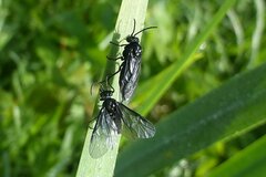 Rhadinoceraea micans