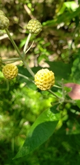 Buddleja globosa