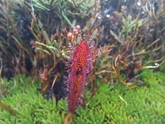 Drosera murfetii