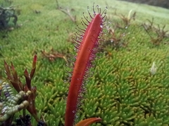 Drosera murfetii