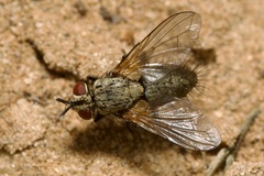 Macquartia grisea