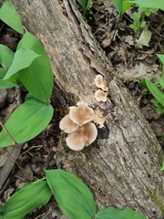 Pleurotus pulmonarius