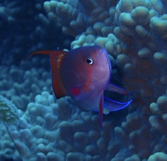 Pseudanthias squamipinnis