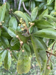 Myrcianthes fragrans