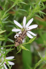 Pempsamacra dispersa