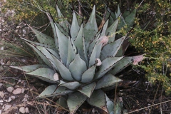 Agave gracilipes