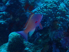 Pseudanthias squamipinnis
