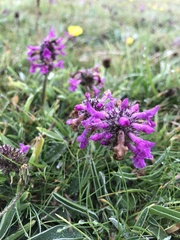 Betonica officinalis