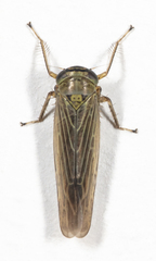 Limotettix