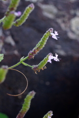 Aeollanthus buchnerianus