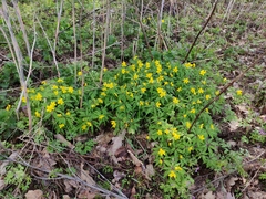 Anemonoides ranunculoides
