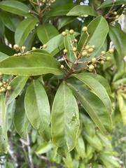 Myrcianthes fragrans