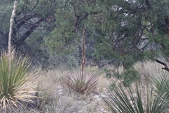 Agave gracilipes