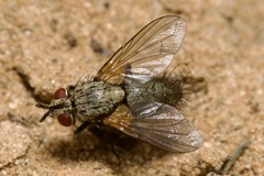 Macquartia grisea