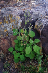 Aeollanthus buchnerianus