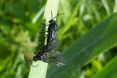 Rhadinoceraea micans