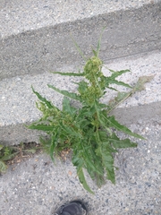 Rumex crispus