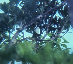 Ptilinopus leclancheri