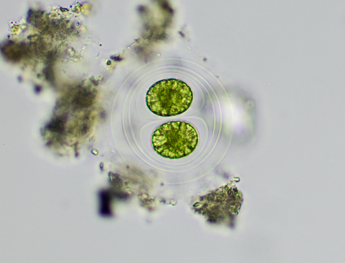 Palmellopsidaceae
