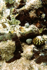 Chlorodiloma odontis