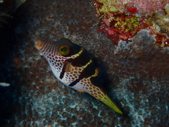 Canthigaster valentini