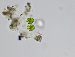 Asterococcus superbus