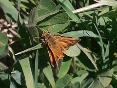 Hylephila fasciolata