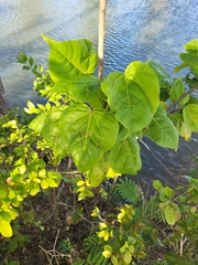 Thespesia grandiflora