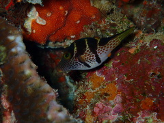 Canthigaster valentini